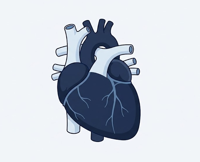 anatomia del corazon humano vista general con cavidades y grandes vasos