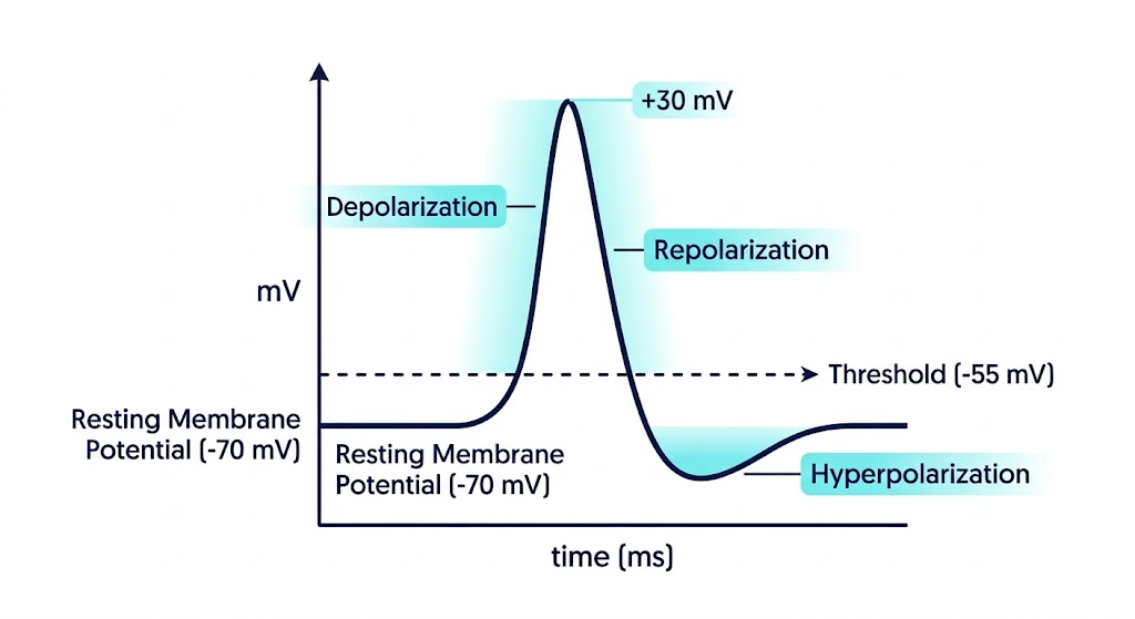Gráfica del potencial de acción con despolarización, repolarización e hiperpolarización